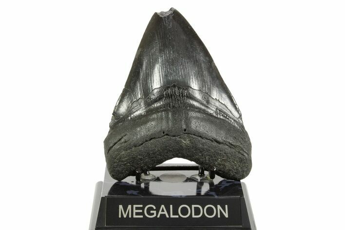 Fossil Megalodon Tooth - South Carolina #367932